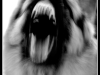 Colordog too