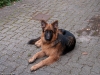 20091010-miko-imgp3823