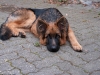 20091010-miko-imgp3826