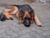 20091010-miko-imgp3827