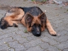 20091010-miko-imgp3828