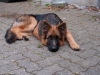 20091010-miko-imgp3829