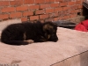 20090508-imgp0132.jpg