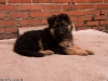 20090508-imgp0146.jpg