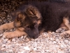 imgp0506-20090521-miko-2.jpg