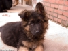 imgp0511-20090521-miko-7.jpg